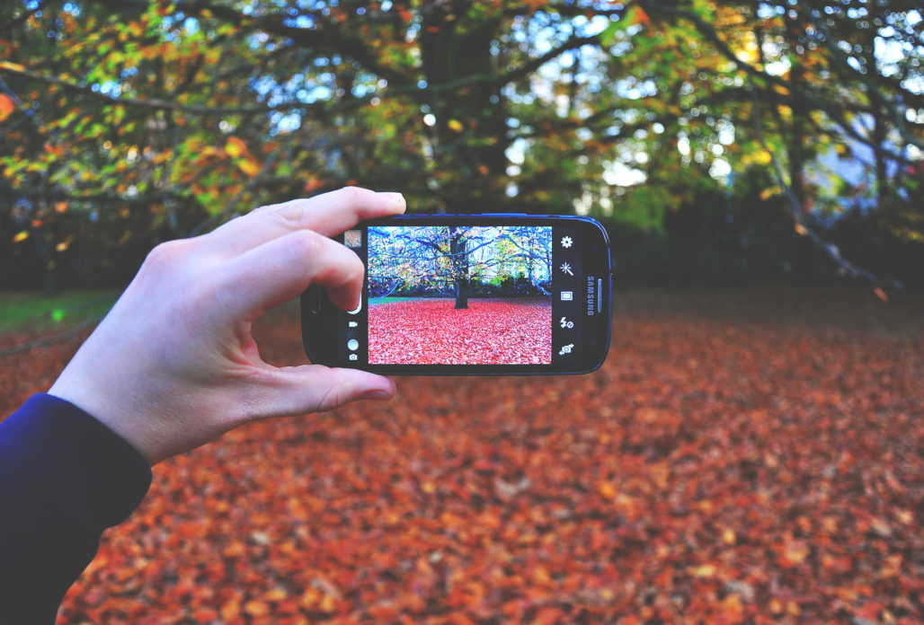 taking a photo of leaves